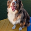 Canine Social of Troy gallery