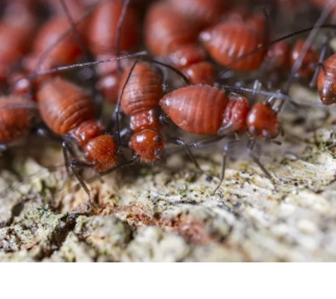 Bates Pest Control - Batehaven, NSW