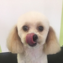 Aurbyn's Bark'n Beauty's Dog Grooming - Pet Grooming