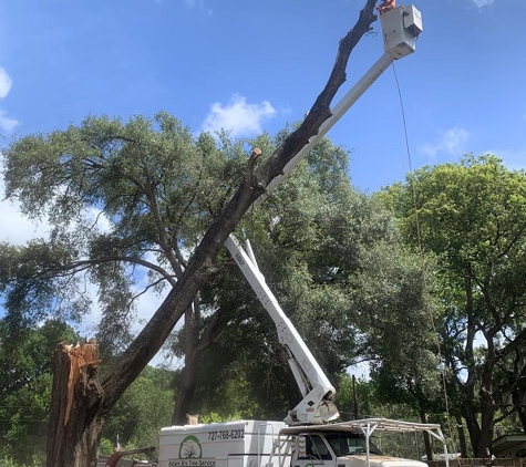 Adam B's Tree Service