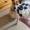 Pawtown Pet Resort gallery