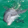 Wild Dolphin Tours gallery