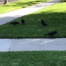 Pro-Pest Inc - Pest Control Services