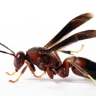TruNorth Pest Control