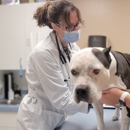 VCA Delmarva Animal Hospital - Veterinary Clinics & Hospitals