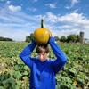 Schaake Pumpkin Patch gallery