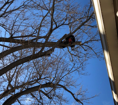 B&G Tree Trimming - Albuquerque, NM