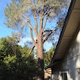 Jose's Tree Service Inc