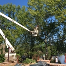 Dixieland Tree Service - Tree Service