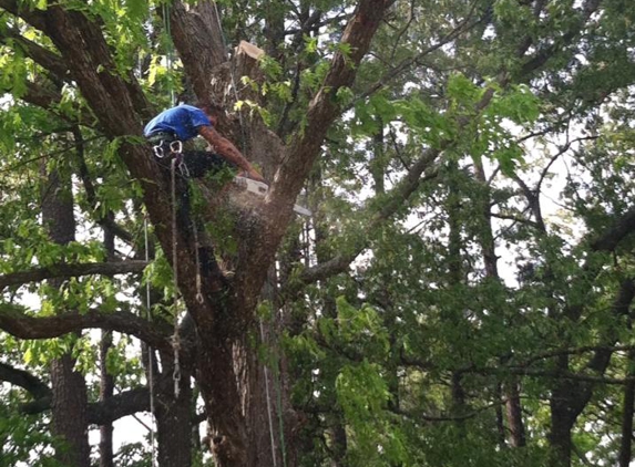 Waldrop Tree - Fayetteville, NC