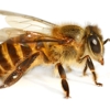 Bee Busters Inc gallery