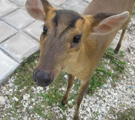 Fallin Pines Critter Rescue - Christmas, FL. "Maxwell", the Muntjac.