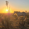 Double R Guest Ranch gallery