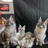 Maine Coon Oasis gallery