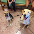 Forest Creek Animal Hospital