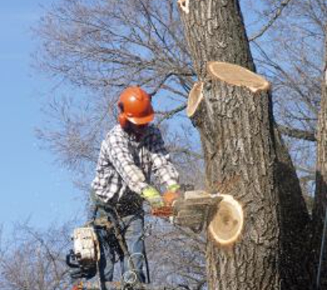 Macedo Tree Service - Dallas, TX