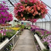 Missinne Greenhouse & Landscaping gallery