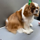 Happy Paws Pet Spa