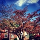 Shady Grove Village Pool