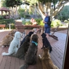 Anita's Loving Pet Services gallery