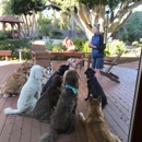 Anita's Loving Pet Services - Dog Training
