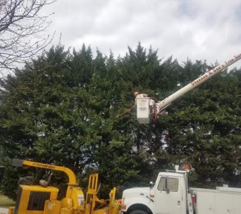 Shannon & Son's Tree Service - Yadkinville, NC