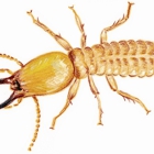Bobbi Ray's Termite & Pest Control
