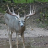 Woodland Whitetails LLC gallery