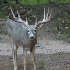 Woodland Whitetails LLC