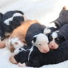 Green Ridge Puppies gallery