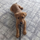 Canine Psychology Center - Pet Training