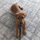 Canine Psychology Center