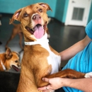Pet Paradise - Hostels