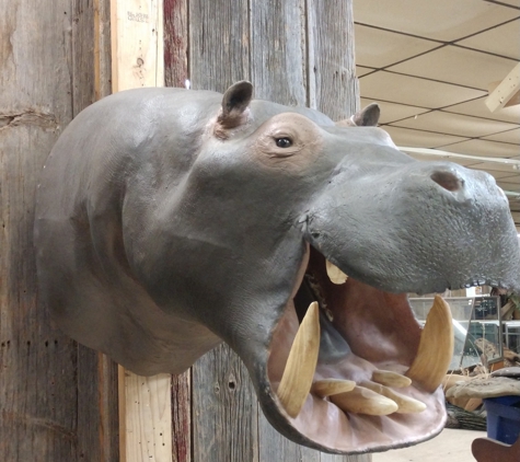 Callaghan Road Animal Hospital - San Antonio, TX. https://www.globaltaxidermymounts.com/product/african-hippopotamus-taxidermy-shoulder-mount-for-sale/