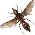 Bug Busters Termite & Pest Control