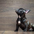 Creature Comforts - Pet Services