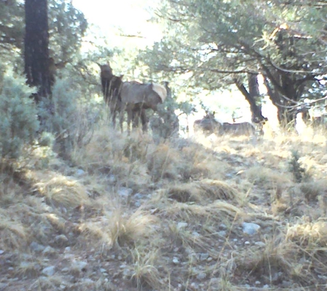 Sacramento Mountain Retreat - Mayhill, NM