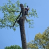 ArborPro Tree Service gallery