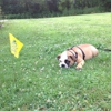 Dog Guard of Hudson Valley gallery