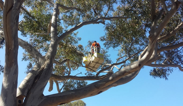 Blackwood Tree Service