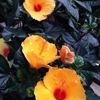 Schroth Flower Mill gallery