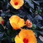 Schroth Flower Mill