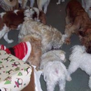 Golrusk Pet Care Center - Pet Grooming