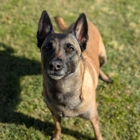 Desert Oasis Pet Retreat