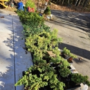 A.J.'s Evergreen Nursery - Christmas Trees