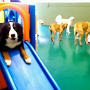 Bark Avenue Pethouse - Dog Day Care