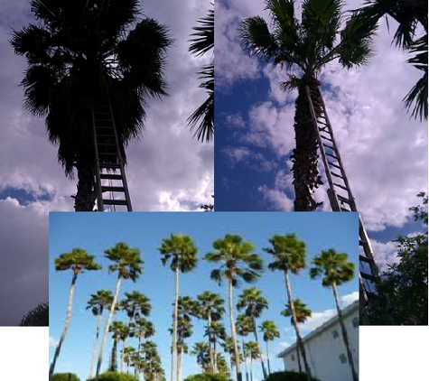 Reynelvy Landscaping Inc. - Miami, FL