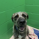 DogDayz - Pet Services