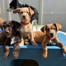 Barks N' Rec - Pet Services