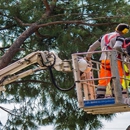 Ultimate Tree Service - Tree Service